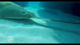 Born at Atlantis: Endangered Smalltooth Sawfish