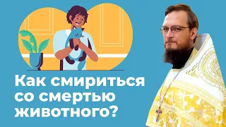 Как смириться со смертью животного? Священник Антоний Русакевич