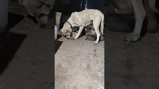 мать учит щенков драться