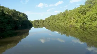 Mangrove in Brazil flourishes four years after reforestation drive by NGO saw 30,000 trees planted