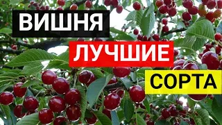 Выбираем вишню для посадки: лучшие зимостойкие и крупноплодные сорта