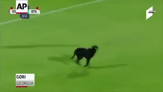 A dog interrupts a soccer match, wanting belly rubs 😍