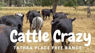 Tathra Place Free Range - Cattle Crazy