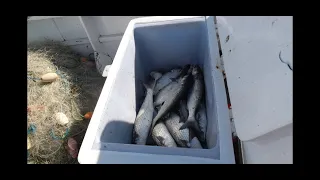 Netting Big Grey Mullet in the Far North