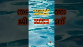 Amphioxus #shorts #amphioxs #malayalam #infomdrops