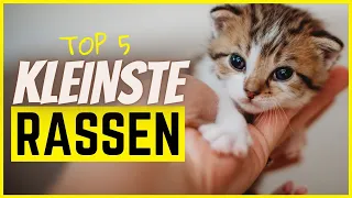Top 5 kleinste Katzenrassen (Achtung niedlich!)