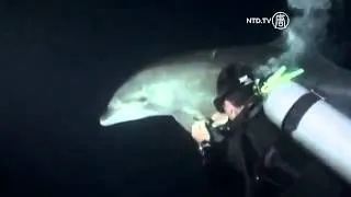 Divers in Hawaii Rescue Dolphin Tangled in Fishing Line