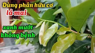 Chăm sóc mai tháng 4AL,  tăng cường phân hữu cơ, để lá mai luôn xanh tốt