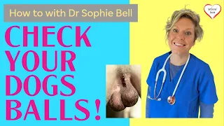 Dog Balls! - How to check your dogs testicles for lumps and bumps