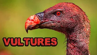 VULTURES caught on camera (VULTURES Documentary OUR PLANET)