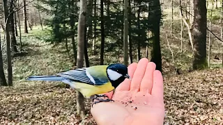 Весняний ліс, спів птахів. Ручні синиці. Birdwatching. Sound of forest. Spring birds singing.