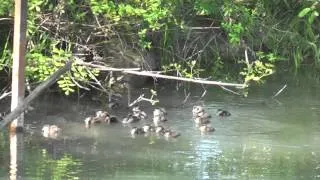 23 Wood Duck Babies jump from box.