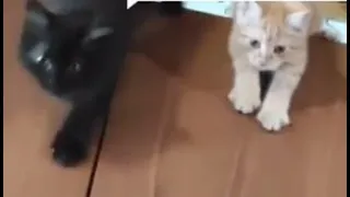 Черныш и Рыжик умные котята 😻 smart kittens