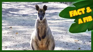 Two Facts and a Fib! | Wallaby | The Wishmas Tree