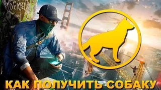 WATCH DOGS 2 КАК ПОЛУЧИТЬ СОБАКУ