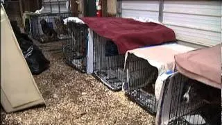 Animal Hoarder Gets Probation