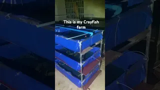 This is my Crayfish farm#Crayfish(Two Brothers)