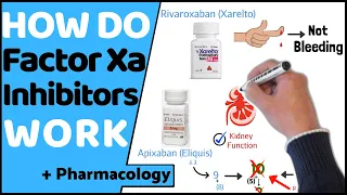 How do Factor Xa Inhibitors Work? (DOAC's)