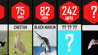 Speed Comparison : Fastest Animals in the World