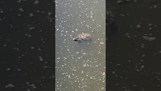Черепаха на болоте