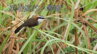 東港溪的小彎嘴Lesser Scimitar Babbler（2019 01 20）