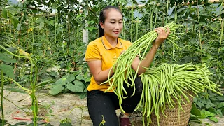 Harvesting long beans garden goes to the market sell - Cooking | Ly Thi Tam
