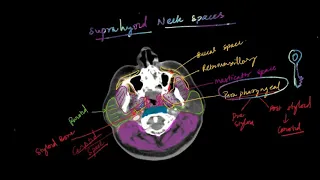 Neck spaces anatomy by Dr. Akshaykumar, FRCR radiology