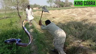 A Man Killed A Snake ||  The Snke Followed Him Then The Jogis Came And Rescued Him || King cobra tv