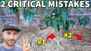 2 CRITICAL Mistakes To Avoid When Planting A New Tree