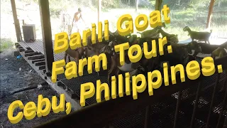 Barili Goat Farm Tour, Cebu Philippines.