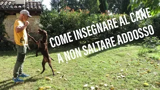 Come insegnare al cane a non saltare addosso