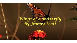 Wings of a Butterfly