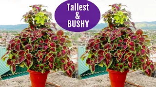 TALLEST & BUSHY Coleus Plant You Would Ever See!!!