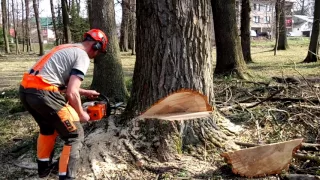 Felling a tree chainsaw Stihl MS 460