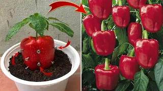 I didn't waste my money because I can propagate any plant at home this way | Relax Garden