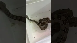 Snake tells me problem she wants fixed