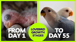 LOVEBIRD GROWTH STAGES | First 55 Days of Babies Timelapse