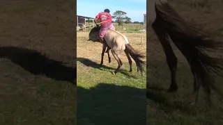 O melhor domador de cavalo do mundokkkk badeco do coco vídeo original gravado por mim