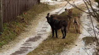 Стая собак напала на ребенка