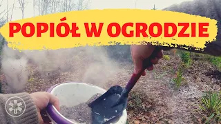 Jak wykorzystać popiół w ogrodzie?