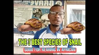 THE 3 BEST SPECIES OF SNAIL GOOD FOR REARING IN AFRICAN.