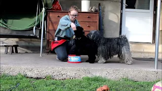 Pacsirtatelepi Bonca "Csuhaj"  Puppy training - Kezdetek