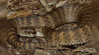 Australia: Scientists find clitorises on female snakes