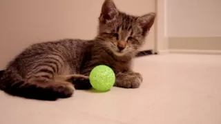 Oskar the Blind Kitten and His First Toys