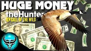 FAST MONEY! Making 70,000 Cash in 90 Minutes Hunting Geese | Call of the Wild Guide