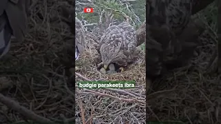 Big female white tailed Eagle and Male taking care of there nest and chiks