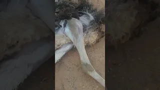 one of the ostrich  dead  by illness