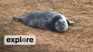 Gray Seal Pup's First Swim