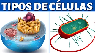 TIPOS DE CÉLULAS: eucariotas y procariotas (organelos celulares y diferencias)🦠