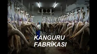 Müthiş Kanguru Hasadı 🦘 - Fabrikada Kanguru Eti İşleme - Kanguru Endüstrisi